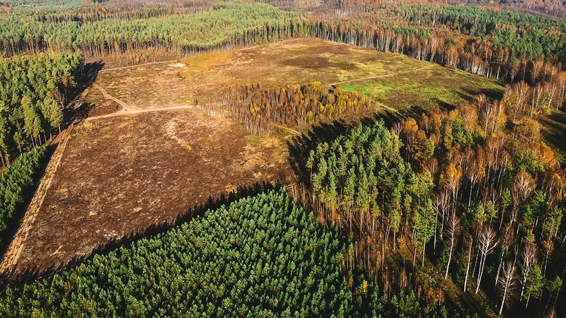 Aerial view of a pine plantation with a recently harvested block