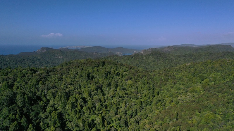 Aerial view of dense native bush canopy across hill country